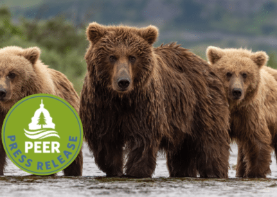 Alaska to Resume Aerial Gunning of Bears and Wolves