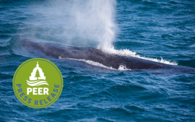 Entanglements and Ship Strikes Dramatically Shorten Lifespans of North Atlantic Right Whales