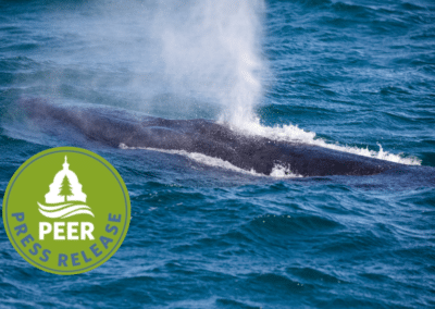 Entanglements and Ship Strikes Dramatically Shorten Lifespans of North Atlantic Right Whales