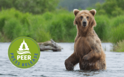 Alaska Aerial Gunning Bears Yields No Clear Benefits