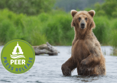 Alaska Aerial Gunning Bears Yields No Clear Benefits