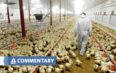 COMMENTARY | Trump’s Actions Are Undermining Our Response to Bird Flu – That is a Big Cause for Concern