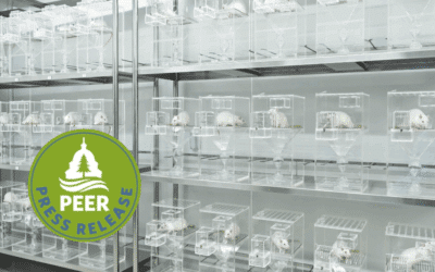 EPA Putting Lab Animals Up for Adoption