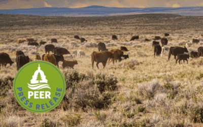 Trump Admin Refuses to Protect Important Public Lands from Grazing Abuse