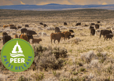 Trump Admin Refuses to Protect Important Public Lands from Grazing Abuse