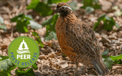 Endangered Species Captive Breeding Needs Improvement