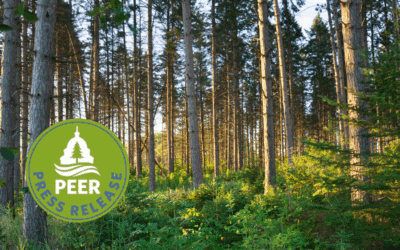 Federal Audit Flags Minnesota Logging Issues