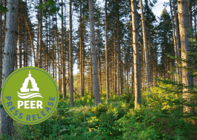 Federal Audit Flags Minnesota Logging Issues