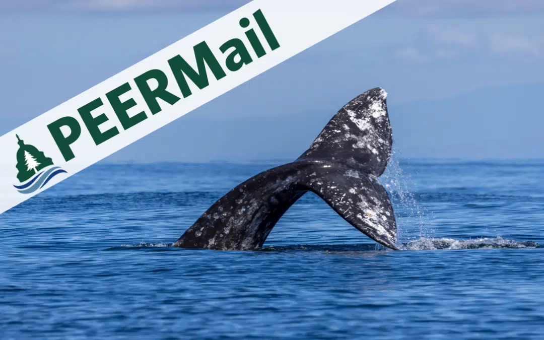 Catastrophic Event for Gray Whales